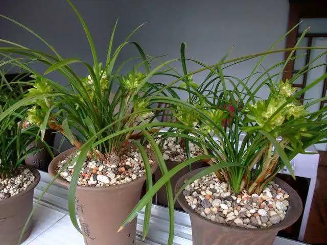 多季开花浓香的兰花品种有哪些,四季开花又香的兰花排名