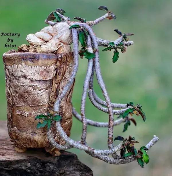 43岁大叔六年养多肉,大叔养各种各样的多肉