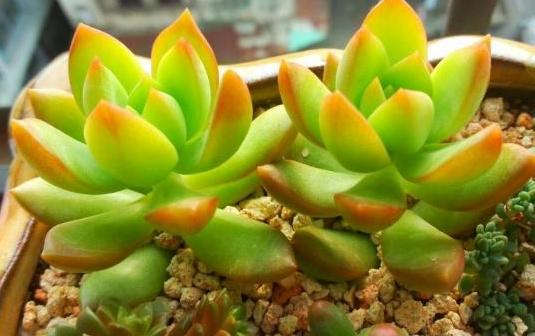 夏天温度高多肉怎么办,高温天气多肉处理方法视频