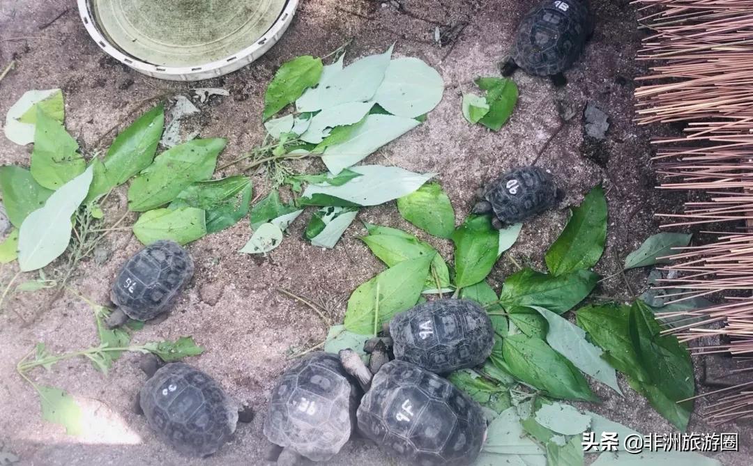 塞舌尔旅行体验,塞舌尔海岛游记