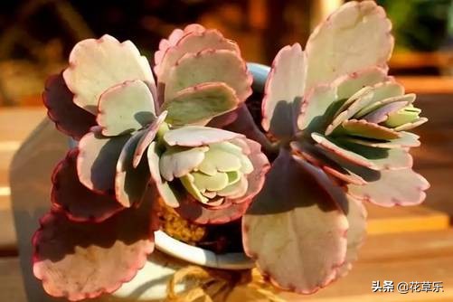 玉吊钟怎么养？玉吊钟是传说中不死之身的多肉植物