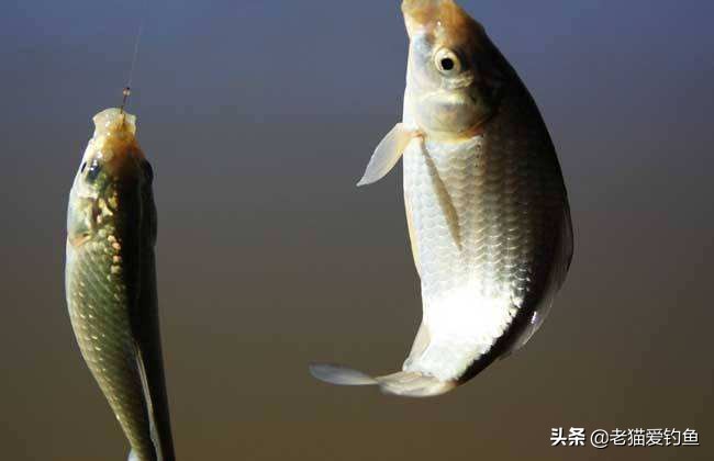 自动钓鱼的优缺点,自动钓鱼绝招大全