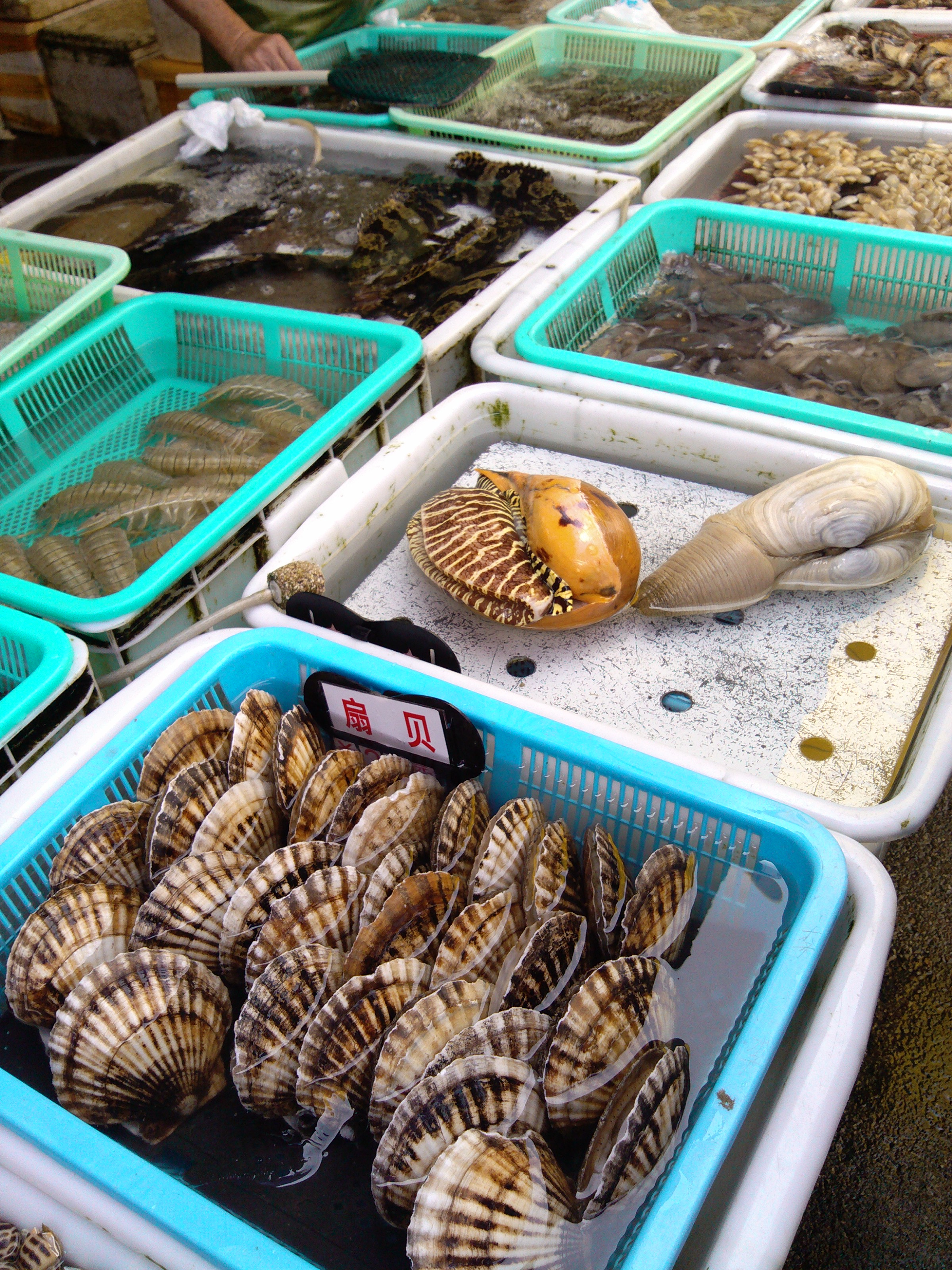 珠海石景山公园攻略,珠海澳门环岛游时间表