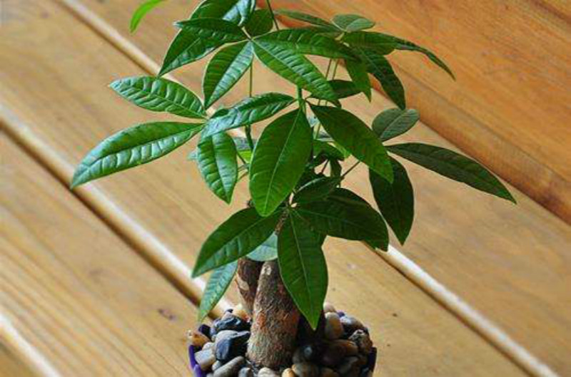 最好养的花冻不死,这6种花赶紧养天热就能观赏