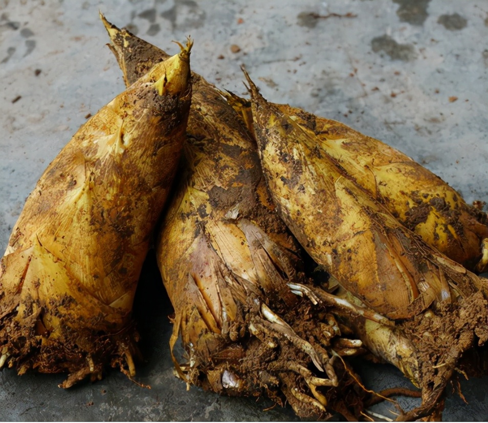 冬笋多钱一斤,冬笋从哪里长出来好吃