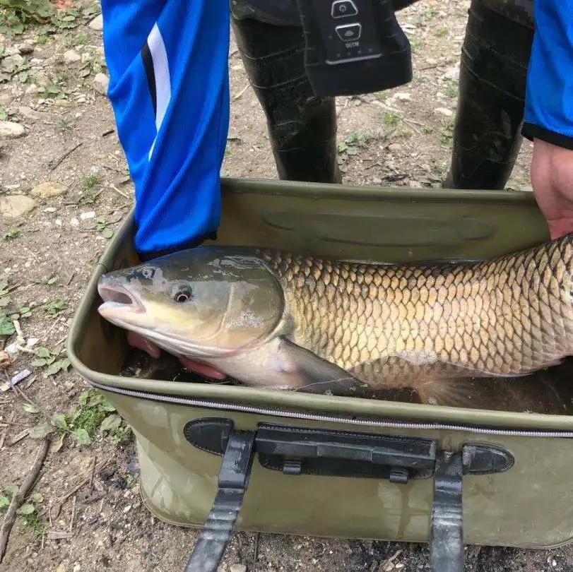 水库鱼一百斤,水库鱼100斤