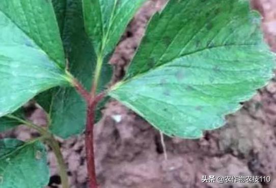 草莓青果发红是什么病害,草莓红杆病害图片大全