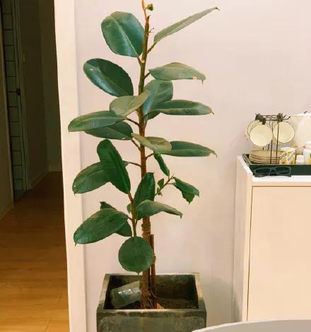 2020年花店营销日历，34个赚钱的好日子「建议收藏」