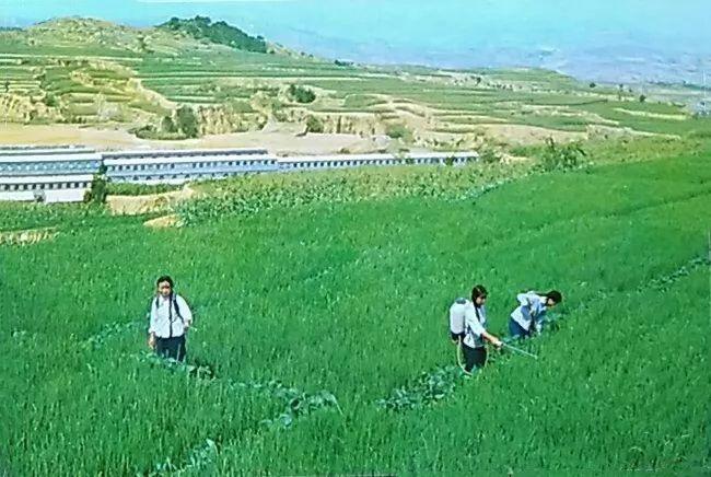 农业学大寨大寨村现况,农业学大寨指的是哪个大寨村