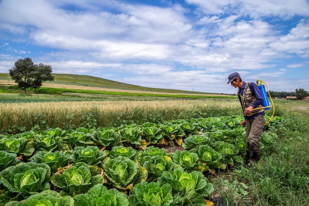 按吨起步支援湖北,背后是世界第一硬核蔬菜大国