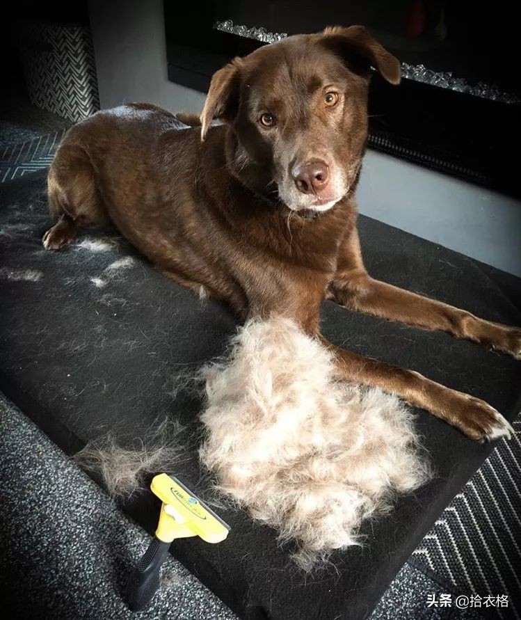 为抢玩具狗子跳起电臀舞！这么搞笑的屁屁可以看一年