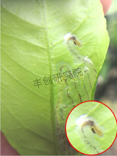 柑橘树上的潜叶蛾用什么药防治,柑橘潜叶蛾高发期