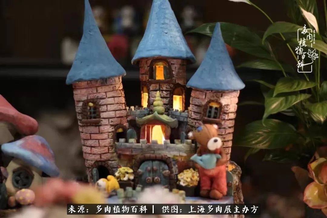 2023多肉展会直播,2023上海多肉植物展