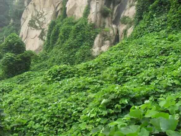 葛根野生中草药图谱大全,葛根野生图片