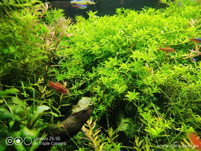 联想手机z6青春版测评,联想z6青春版值不值得购买