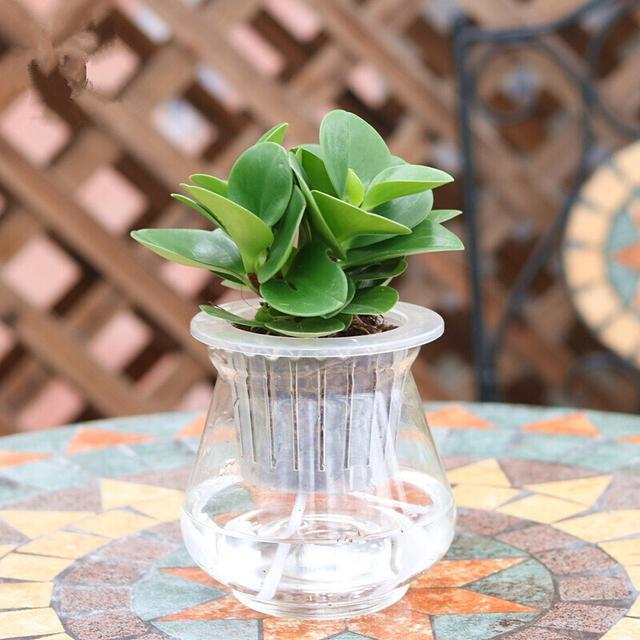 家有这4种植物可小心养,豆瓣绿的家庭养法