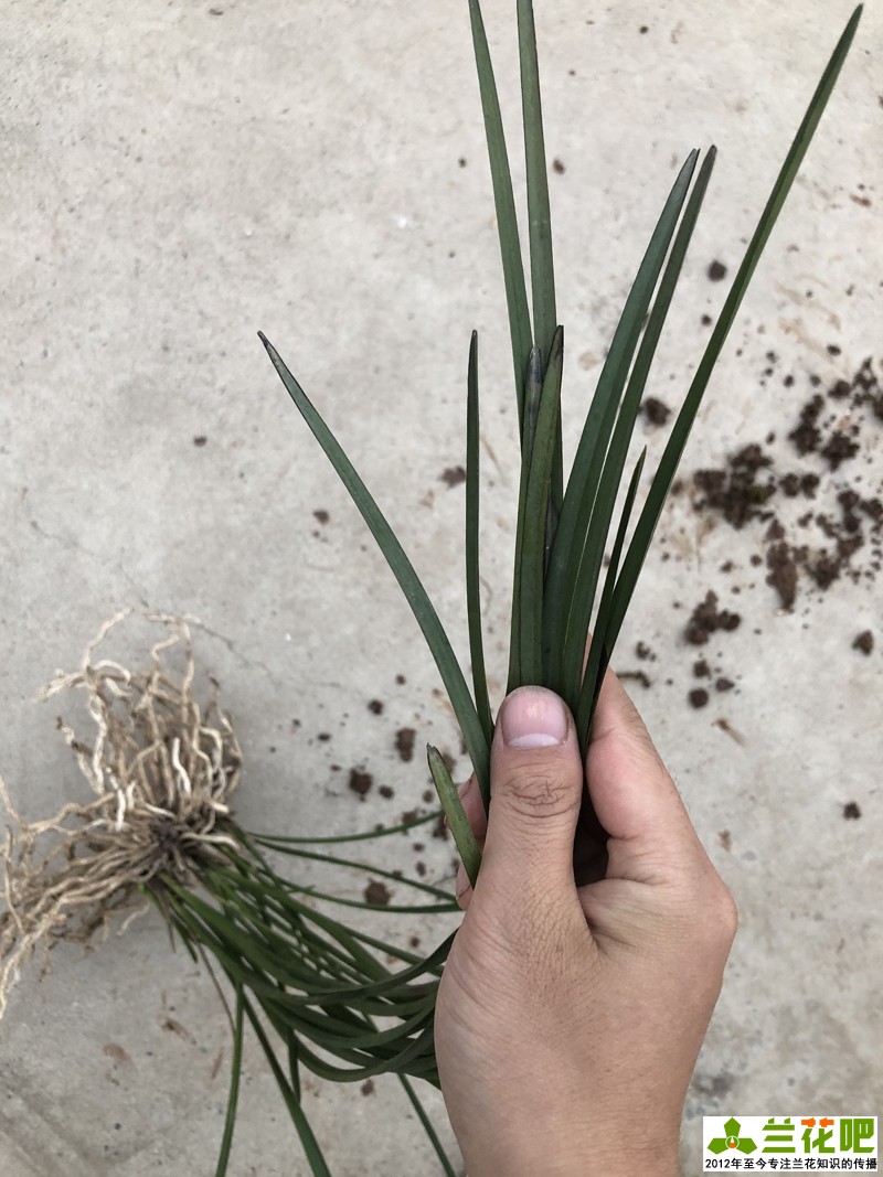 兰花水晶艺的养护方法,兰花水晶艺施什么肥