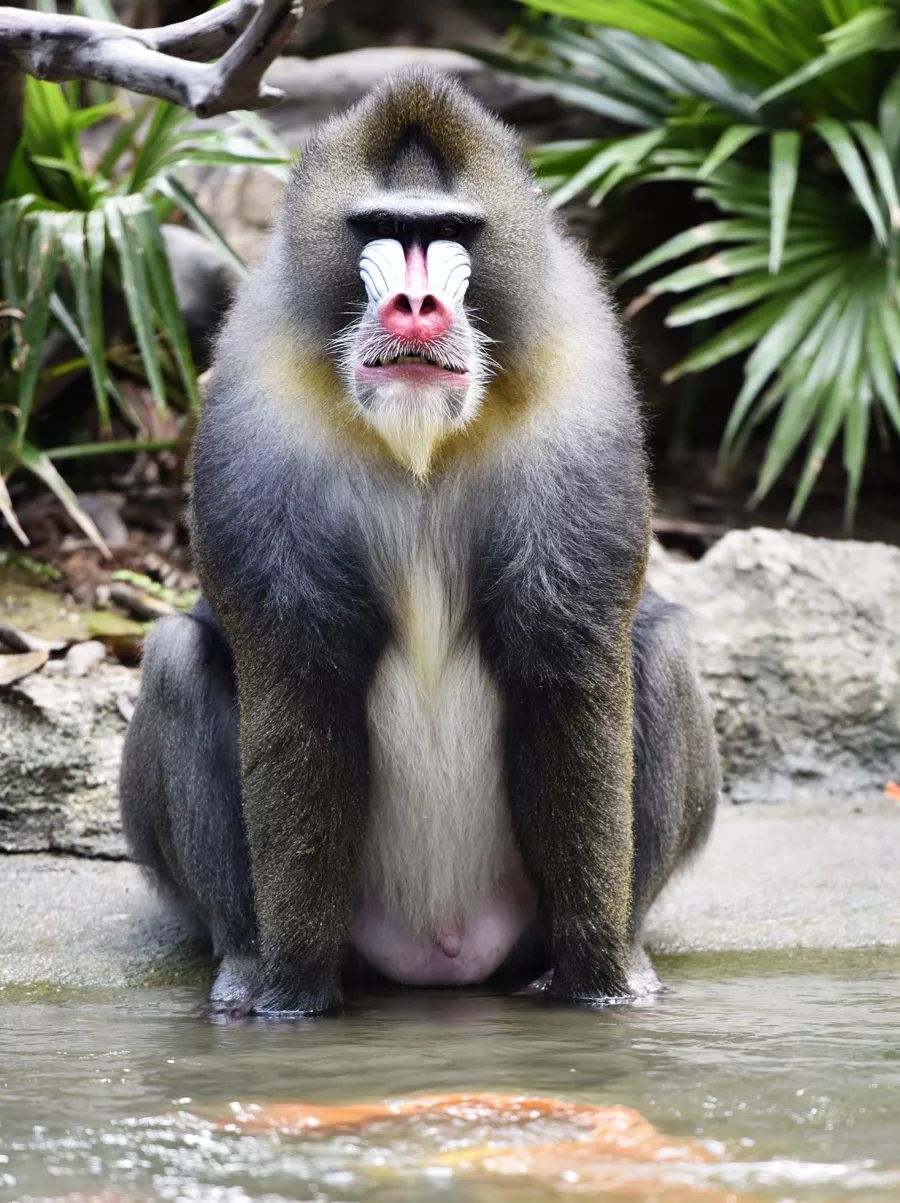 广州长隆儿童欢乐世界春节,广州长隆欢乐世界春游儿童玩什么