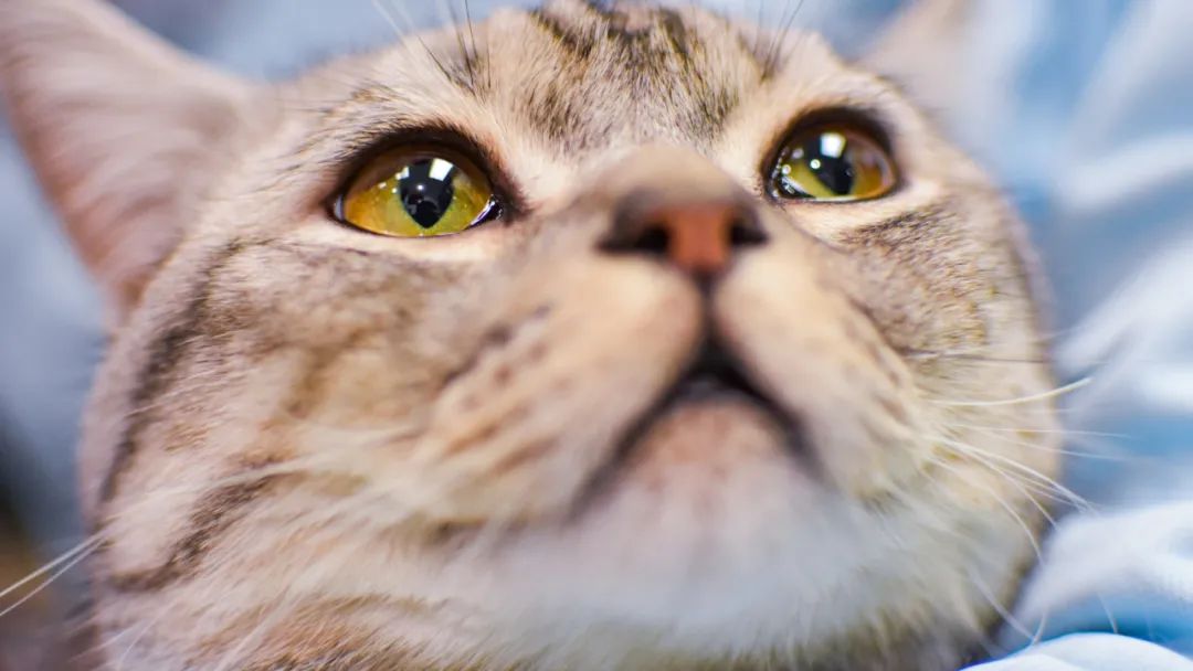 庄园猫宫,猫宫庄园