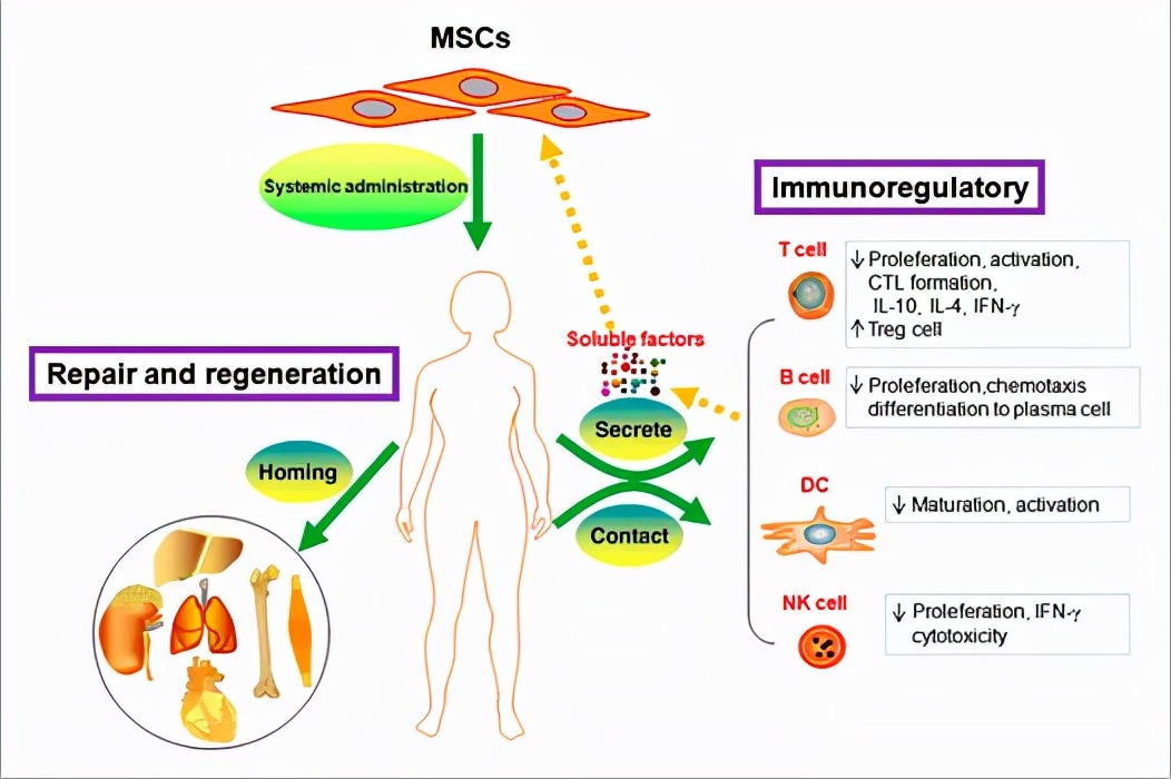 是否能从免疫学角度治疗红斑狼疮,干细胞疗法对红斑狼疮的治疗效果