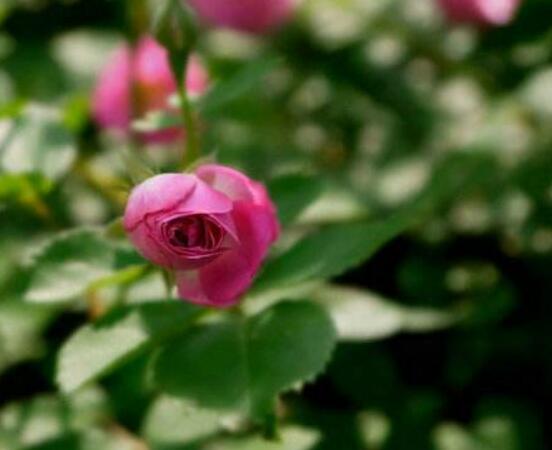 蔷薇花叶子发黄是什么原因,蔷薇花叶子发黄的解决方法