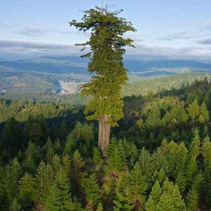 关于树木的小知识,关于树木的问题