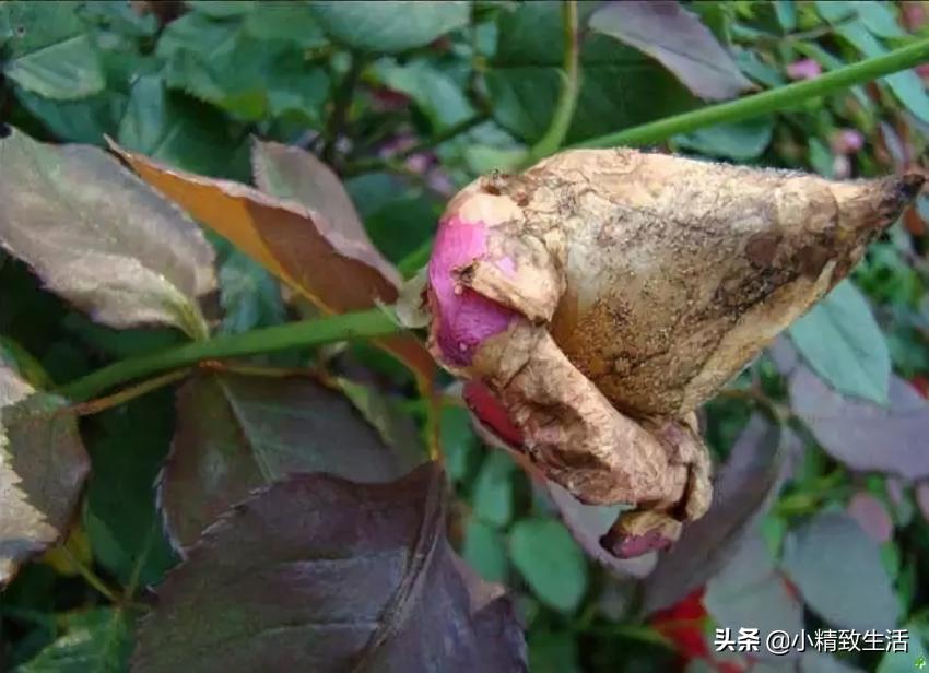 养月季花,这10种病虫害很常见,发病特征和防治方法都在这里了