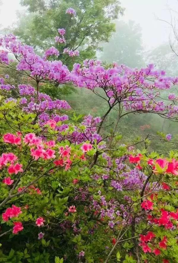 县长带你去旅行,县长带你去旅游米脂