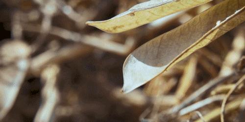 种子的传播方式有哪些和什么有关,种子传播的方式及其特征是什么