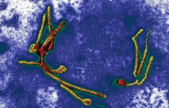 暑假孩子玩手机不如打篮球吧,儿童显微镜放大蚂蚁120倍