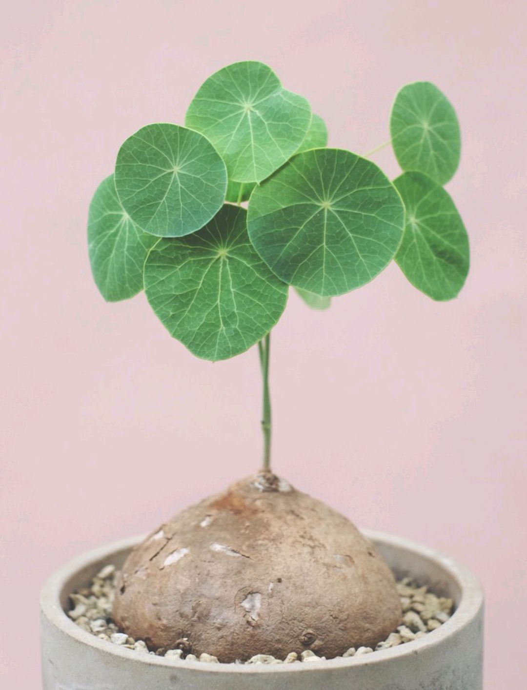 家里养的花怎么养才能旺,家庭养什么花好养不愿死