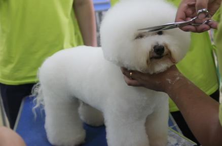 经验总结饲养比熊犬要提防这几点,如何正确饲养比熊犬5大注意事项