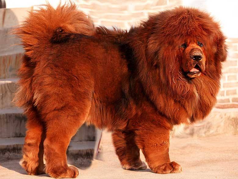 最适合中国人养的十种狗,全世界常见的70种狗