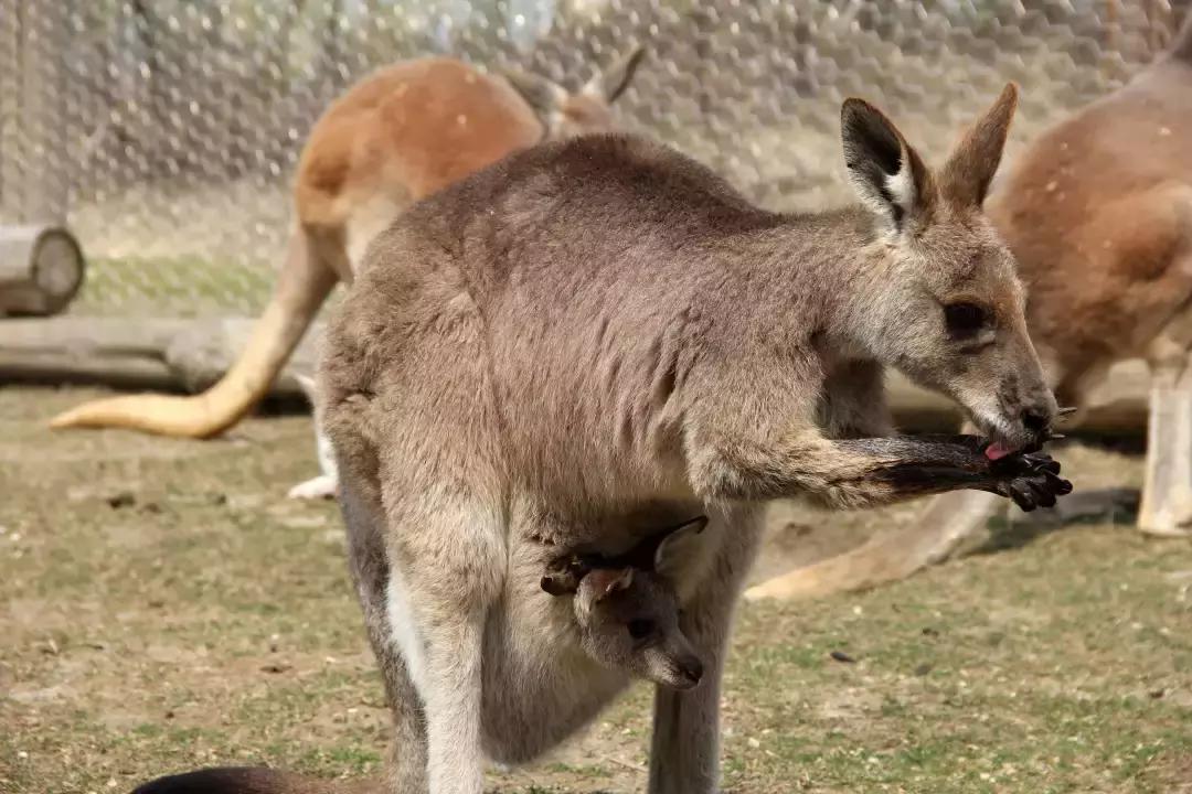袋鼠界的“白雪公主”,近日找不到孩子他爸了……