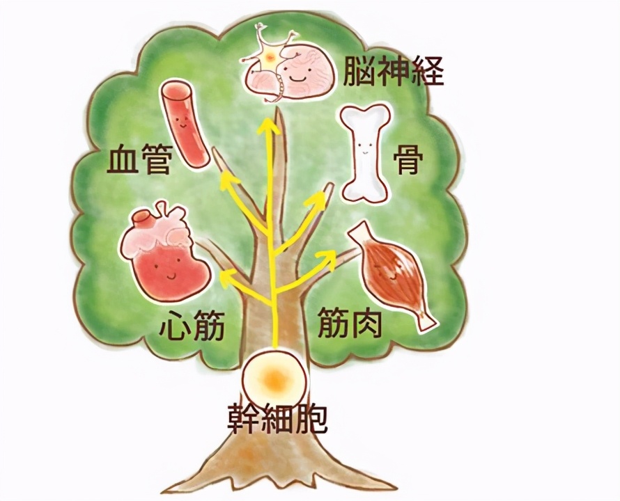 日本足协与再生法人机构签订再生医疗支援协议，修复球员运动损伤