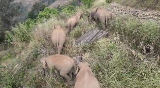 云南15头亚洲象最终落脚点,15头亚洲象一路向北进入云南