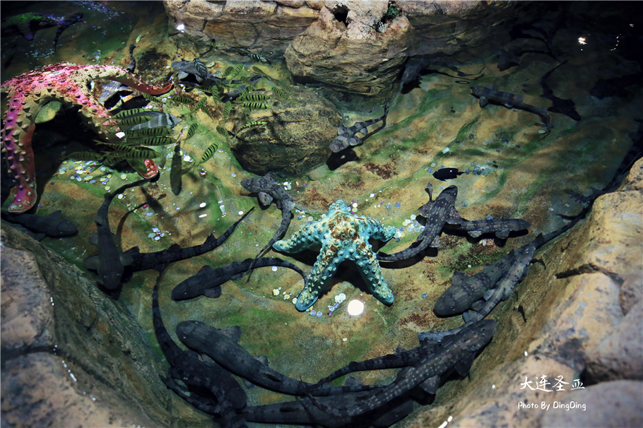 北方明珠活力四射的浪漫之都大连，国内最具特色的海洋世界圣亚