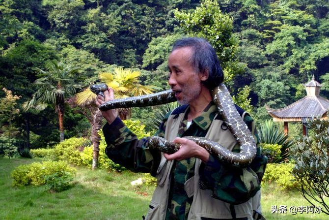 莽山烙铁头100w哪个敢收,莽山烙铁头现今国内有多少