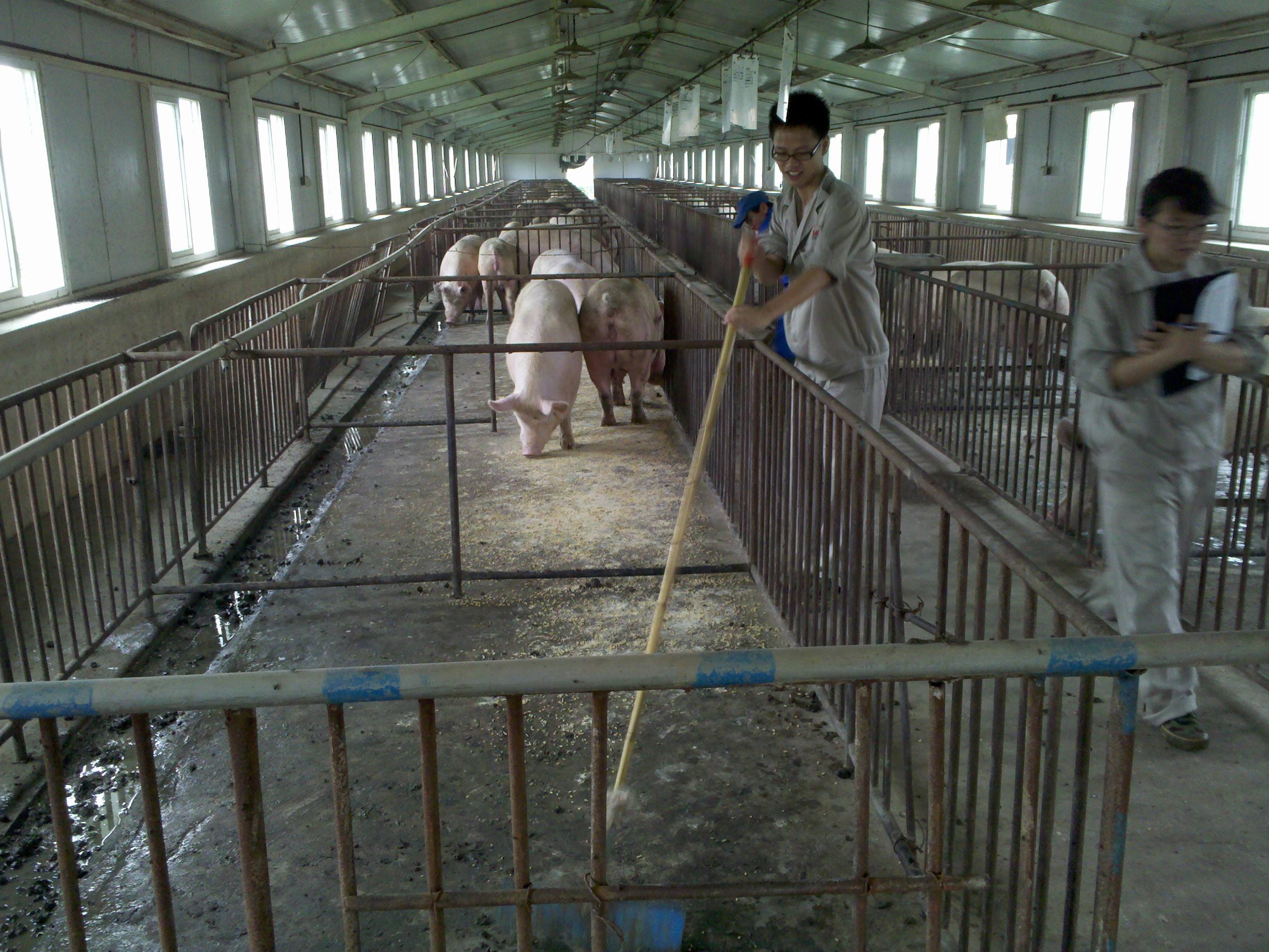 养猪怎么提高仔猪成活率,养猪如何才能快速出栏