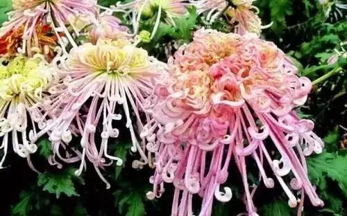 全国56个城市的市花,全国56个城市市花一览