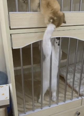 本想探索新世界，结果迎面就是一耳光！奶喵：做猫难，做奶猫更难