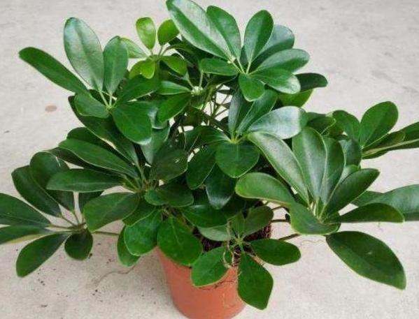 有什么东西可以防止吸入二手烟,什么东西能消除二手烟的危害