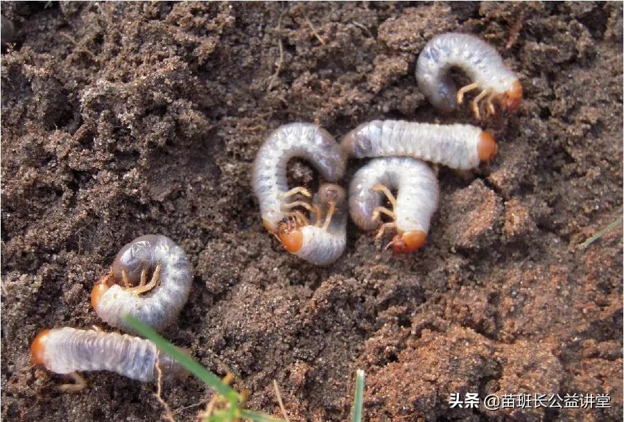 防治地下害虫春季最佳时机,防治蛴螬农药在雨前还是雨后