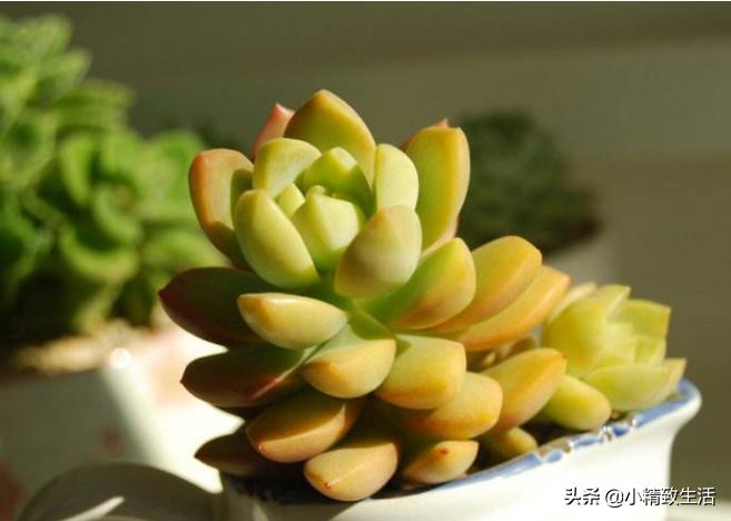 黄丽多肉为什么不黄,多肉黄丽为什么一夜掉光叶子