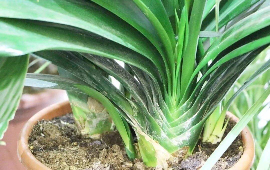 在给君子兰换盆时你的方法正确吗,君子兰换盆的最佳时间和方法图片