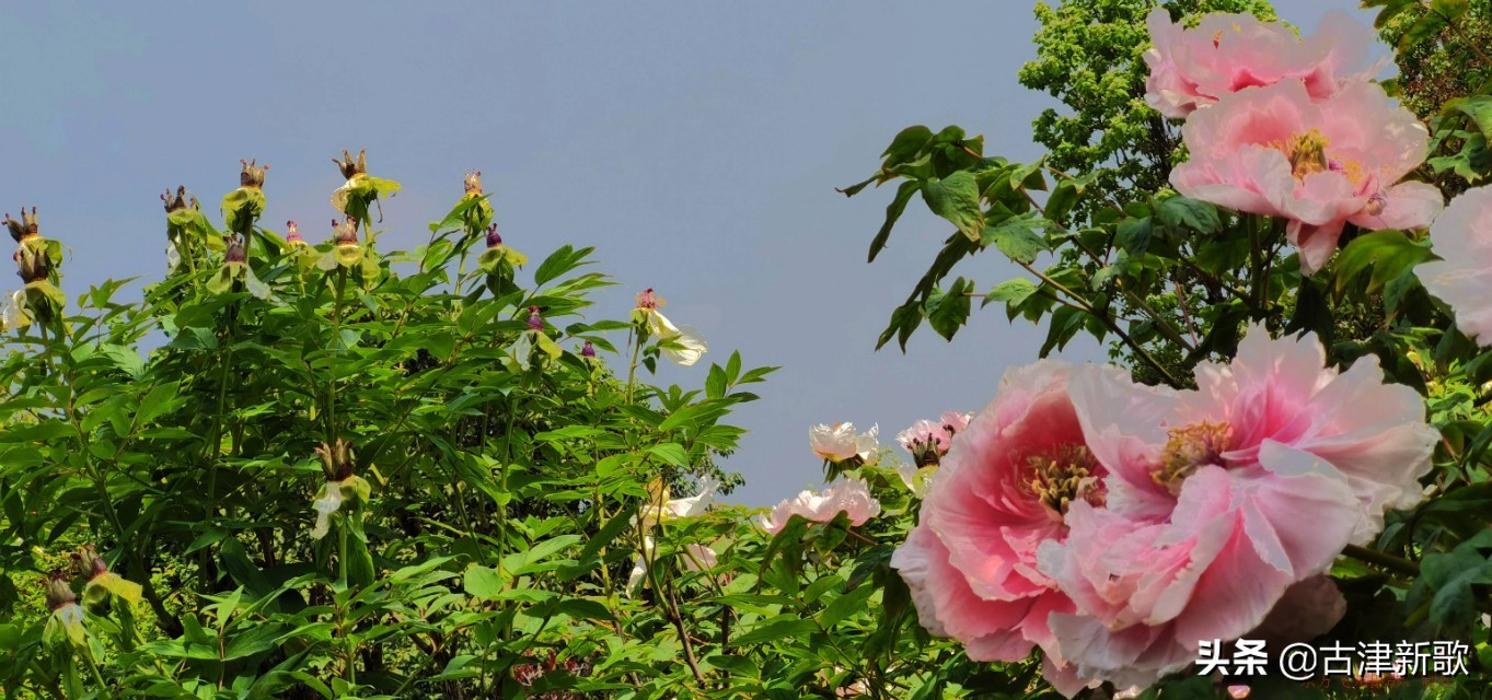 最美牡丹诗词20首,研究牡丹花