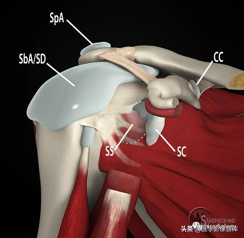 肩关节滑膜解剖,肩关节周围肌肉解剖