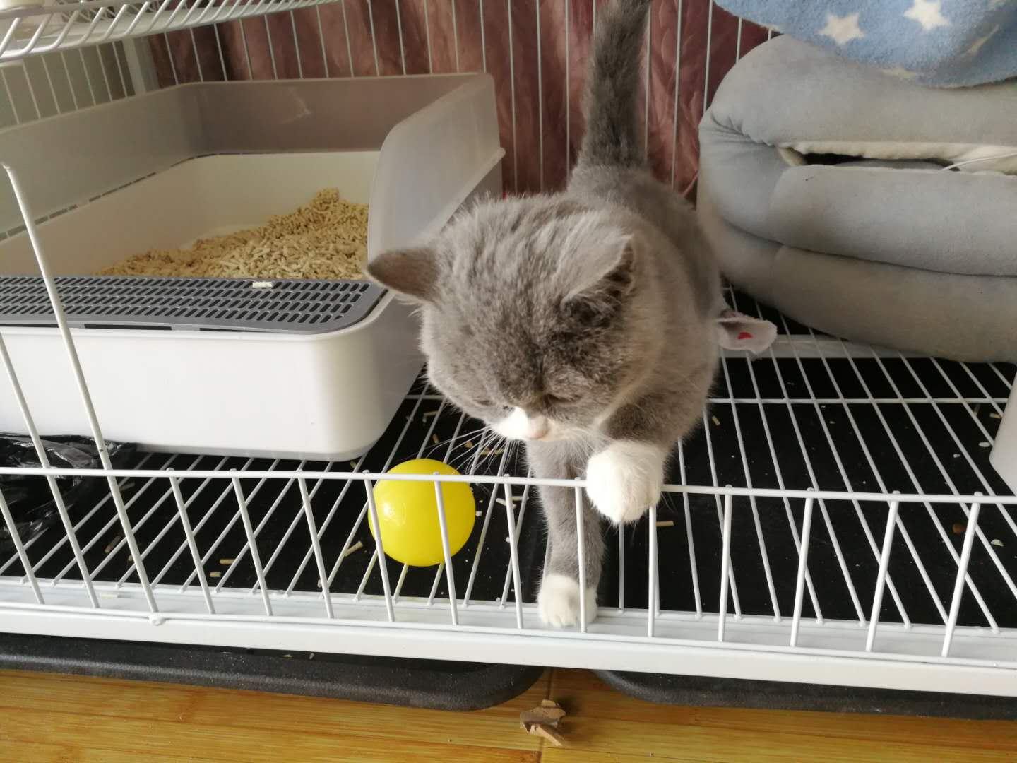 猫咪粪便很臭什么原因,猫便便臭正常还是不臭正常