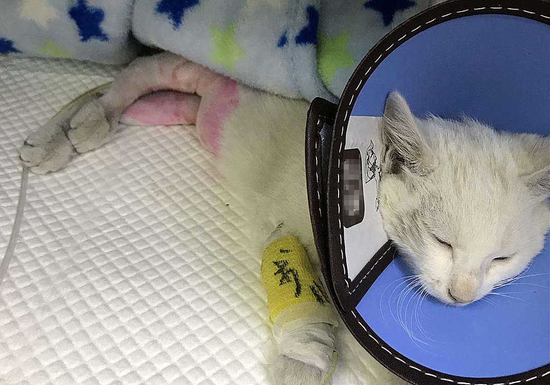 猫咪饮水是什么原因,猫咪饮水过多