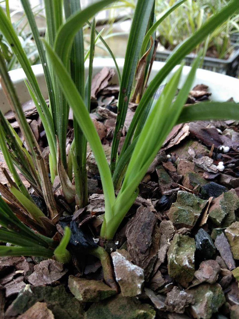 春兰素种,春兰素心哪个最值得养